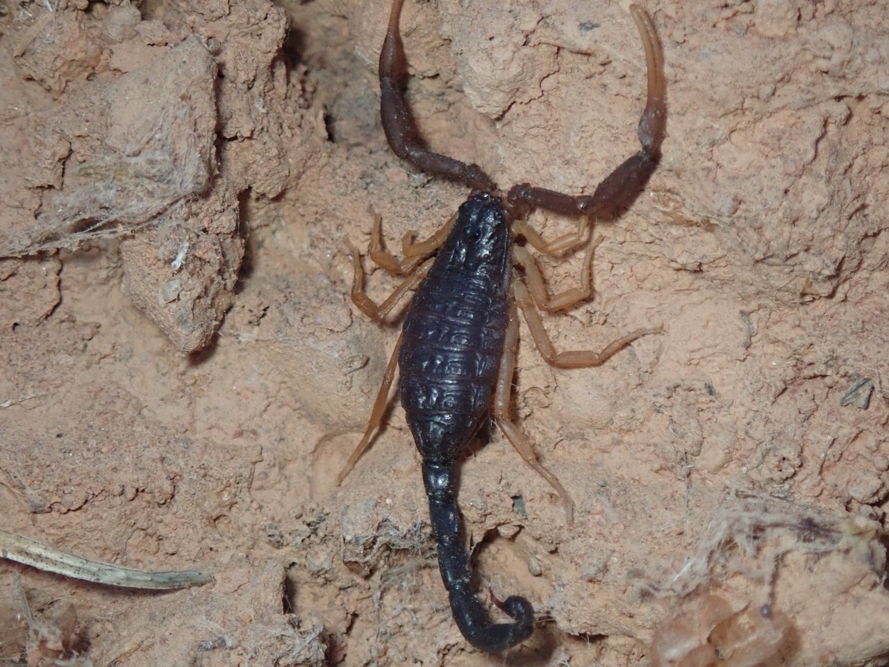 Hottentotta franzwerneri
